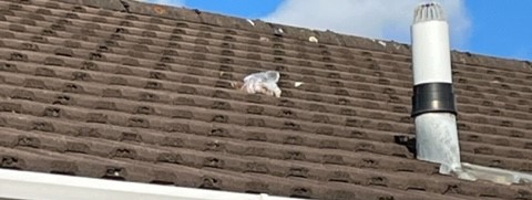 dog poo on roof